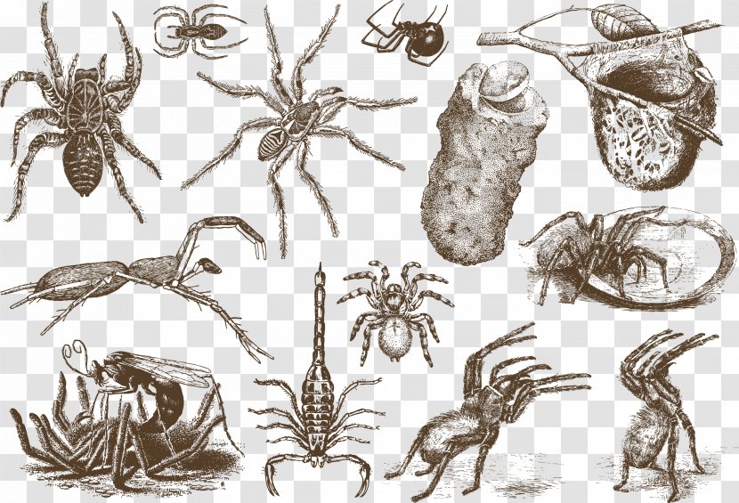 Spider Logo Illustration - Symbol - Insect Vectors Transparent PNG