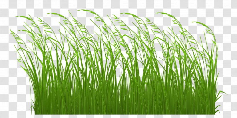 Clip Art Transparency Openclipart Free Content - Wheatgrass - Chives Background Transparent PNG