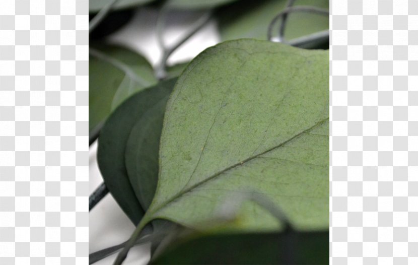 Leaf - Plant Transparent PNG