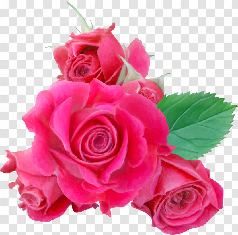 Garden Roses Cut Flowers Image Floral Design - Television - Flower Transparent PNG