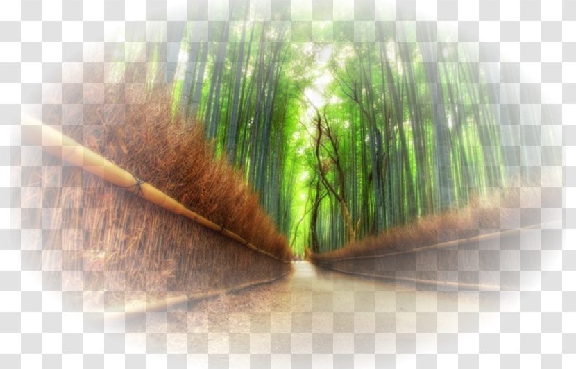 Arashiyama Bamboo Forest Iwatayama Monkey Park Tropical Woody Bamboos - Paysage Transparent PNG