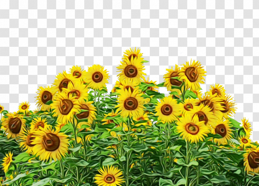 Common Sunflower Sunflower Seed Daisy Family Plant Stem Seed Transparent PNG