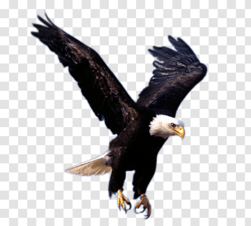 Bald Eagle Desktop Wallpaper Clip Art - Fauna Transparent PNG