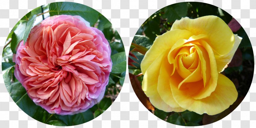Garden Roses Cabbage Rose Floristry Cut Flowers Petal - Rosa Centifolia - Flower Collage Transparent PNG
