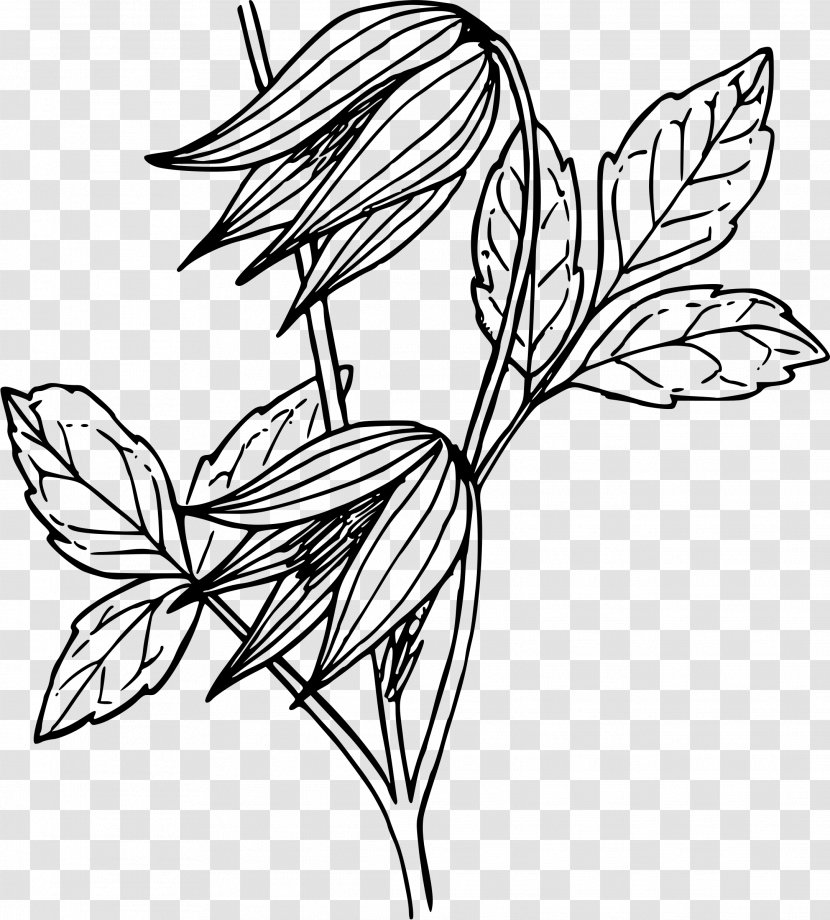 Drawing Leather Flower Vine Clip Art - Artwork - Line Transparent PNG