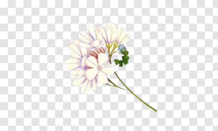 Flowers Background - Floral Design - Daisy Family Wildflower Transparent PNG