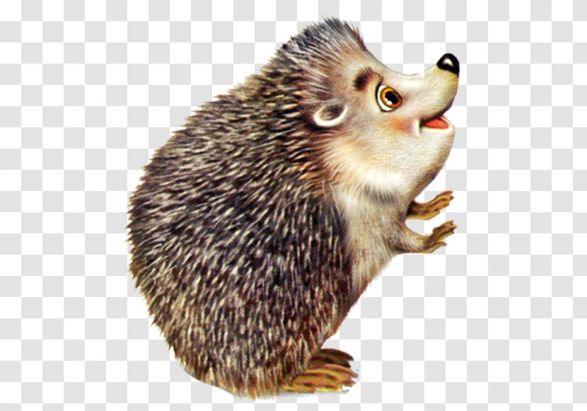 Baby Hedgehogs Animal Drawing Clip Art - Rodent - Hedgehog Transparent PNG
