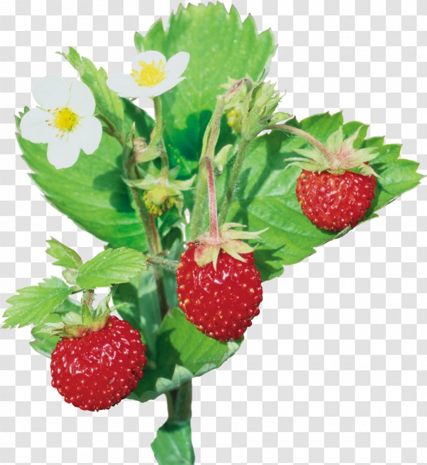 Musk Strawberry Wild Flavor - Natural Foods Transparent PNG