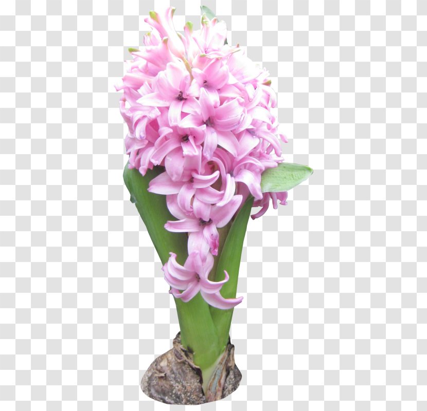 Name Day Holiday Happiness - Hyacinth - Life Transparent PNG