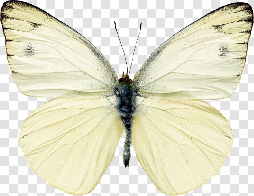 Butterfly Pieris Rapae White Clip Art - Brush Footed Transparent PNG