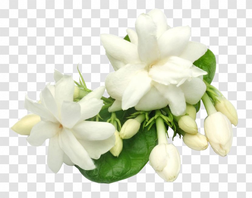 Arabian Jasmine Plant Oil Perfume Candle Transparent PNG