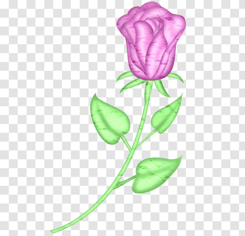 Garden Roses Beach Rose Tulip Pink - Rosa Centifolia - Hand-painted Transparent PNG