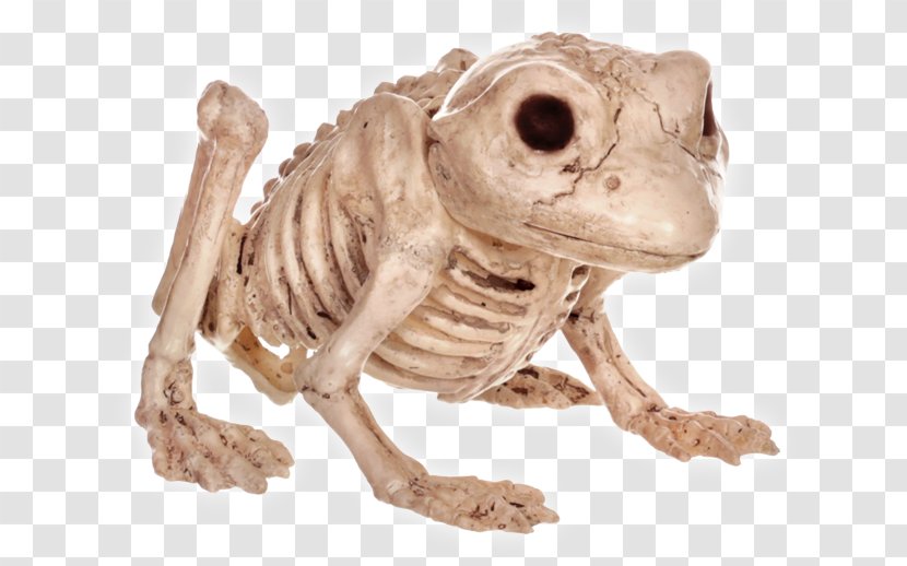 Frog Human Skeleton Bone Vertebral Column Transparent PNG