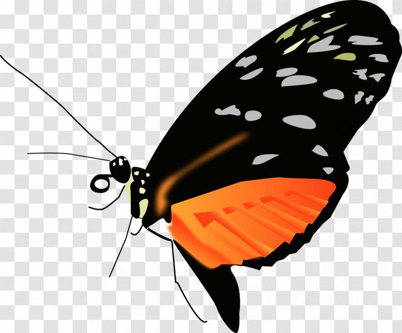 Monarch Butterfly Clip Art - Moth Transparent PNG