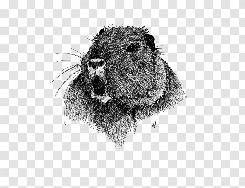 Coypu Beaver Whiskers ADP Analyse Design Planung /m/02csf - Marmot Transparent PNG