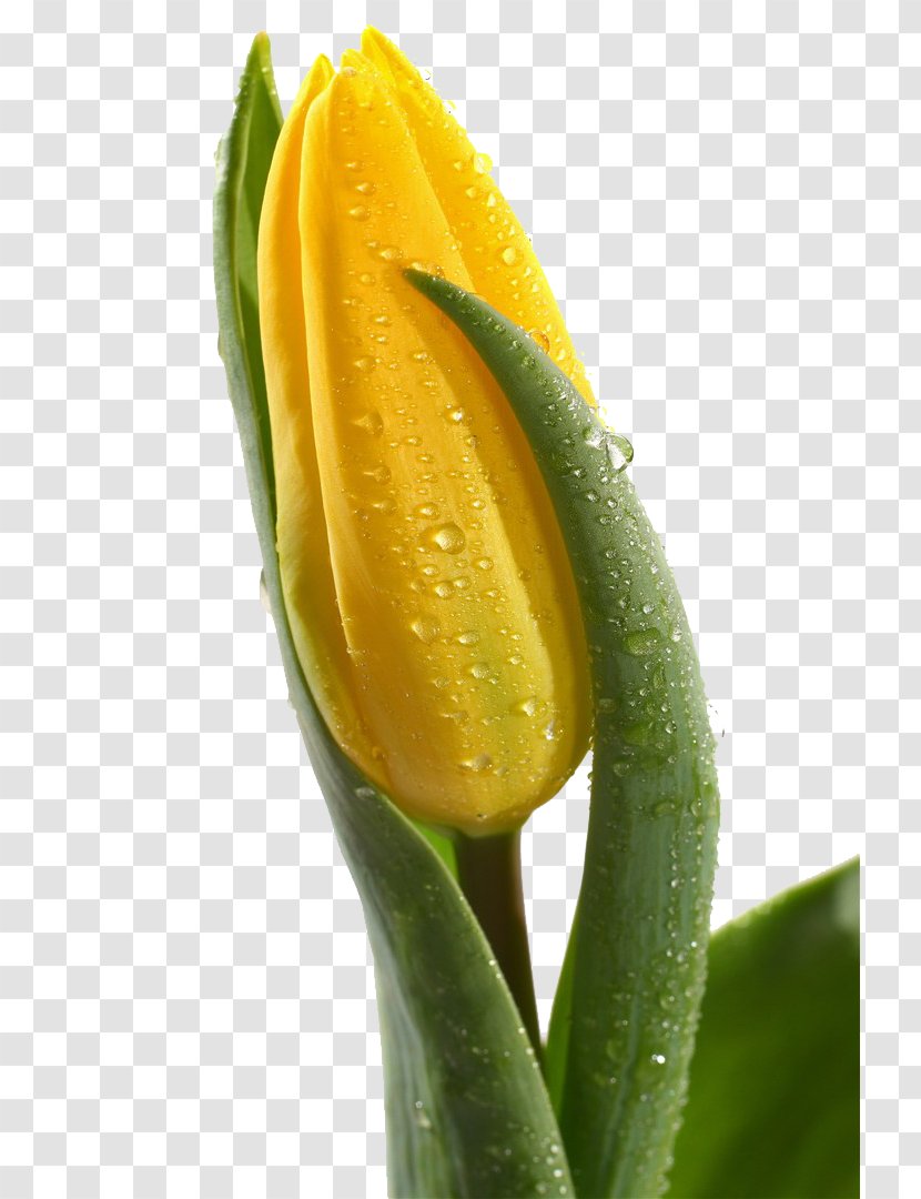Skagit Valley Tulip Festival Indira Gandhi Memorial Garden Flower - Daffodil - A Bright Yellow Transparent PNG