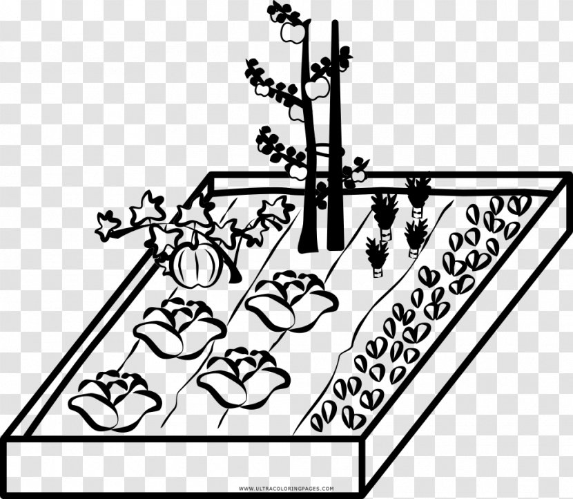 Coloring Book Drawing Gardening Vegetable Market Garden - Black And White Transparent PNG