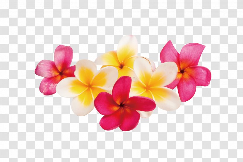 Stock Photography Plumeria Rubra Transparent PNG