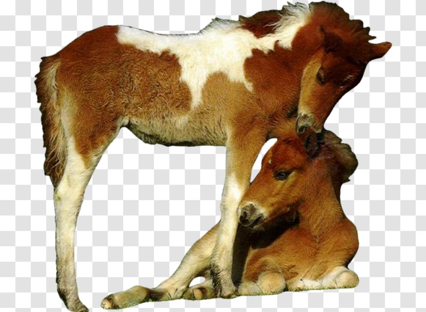 Foal Mustang Pony Donkey Onager Transparent PNG