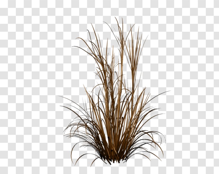 Ornamental Grass Fountain Plant - Family - Pasto Transparent PNG