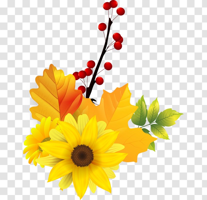 Common Sunflower Transvaal Daisy Clip Art - Gerbera - Flower Transparent PNG