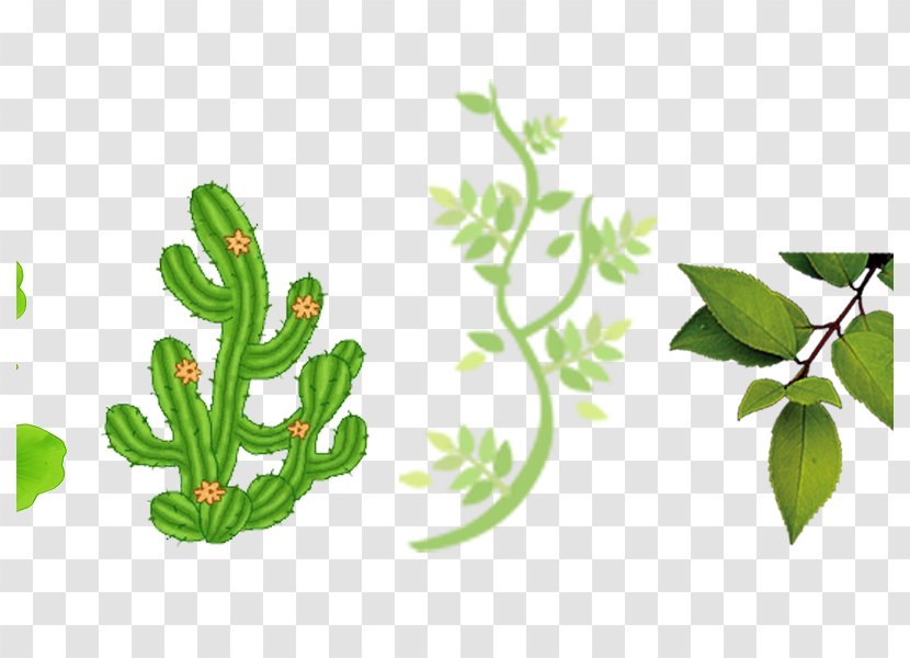 Cactaceae - Plant Stem - Leaves Transparent PNG