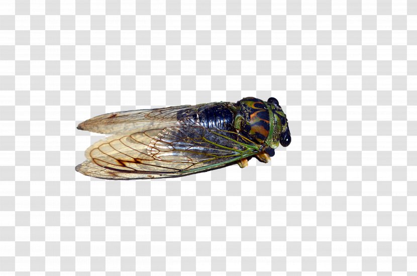 Insect Cicadoidea True Bugs Pest Locust - Eastern Cicada Killer Transparent PNG