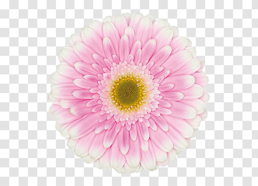 Transvaal Daisy Floristry Cut Flowers Chrysanthemum Gerbera Maxima Transparent PNG