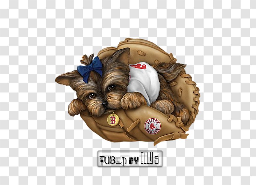 Yorkshire Terrier Boston Red Sox Philadelphia Phillies Puppy New York Yankees - Carnivoran - Cartoon Hippo Transparent PNG
