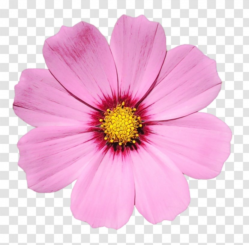 Flower Flowering Plant Petal Pink - Sulfur Cosmos - African Daisy Transparent PNG
