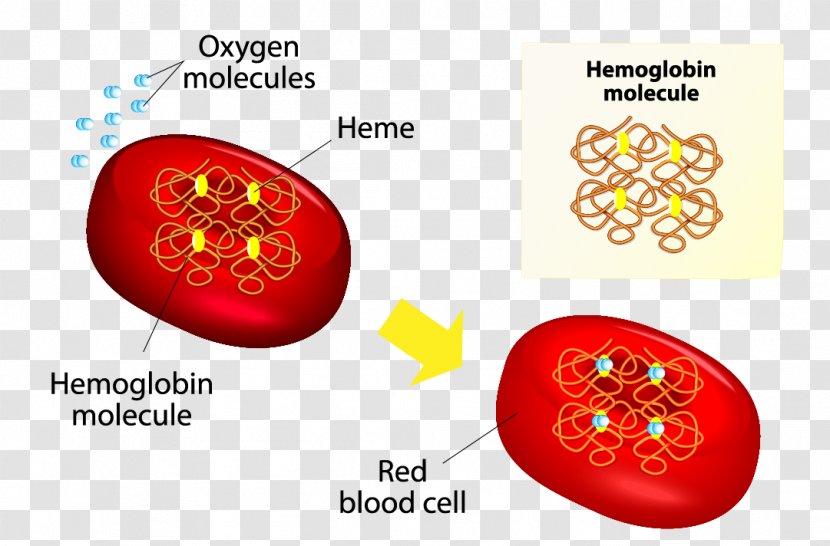 Red Blood Cell Hemoglobin Anatomy - Cartoon Transparent PNG