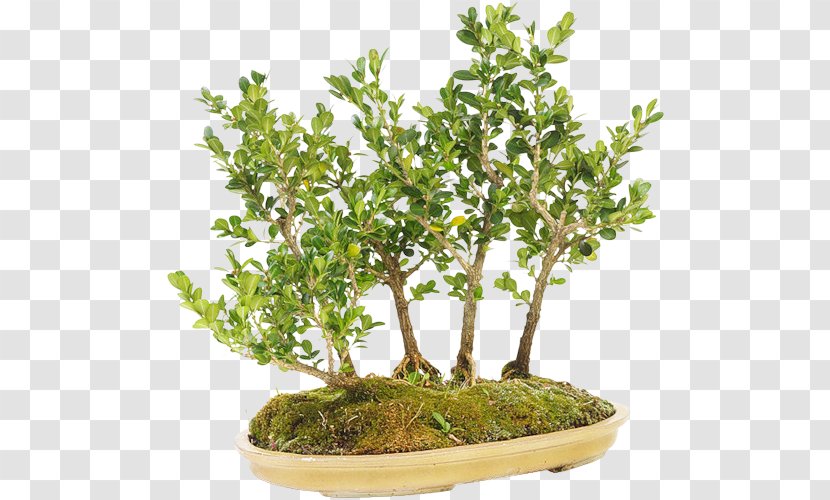 Sageretia Theezans The Complete Book Of Bonsai Tree Flowerpot - Weeping Fig Transparent PNG