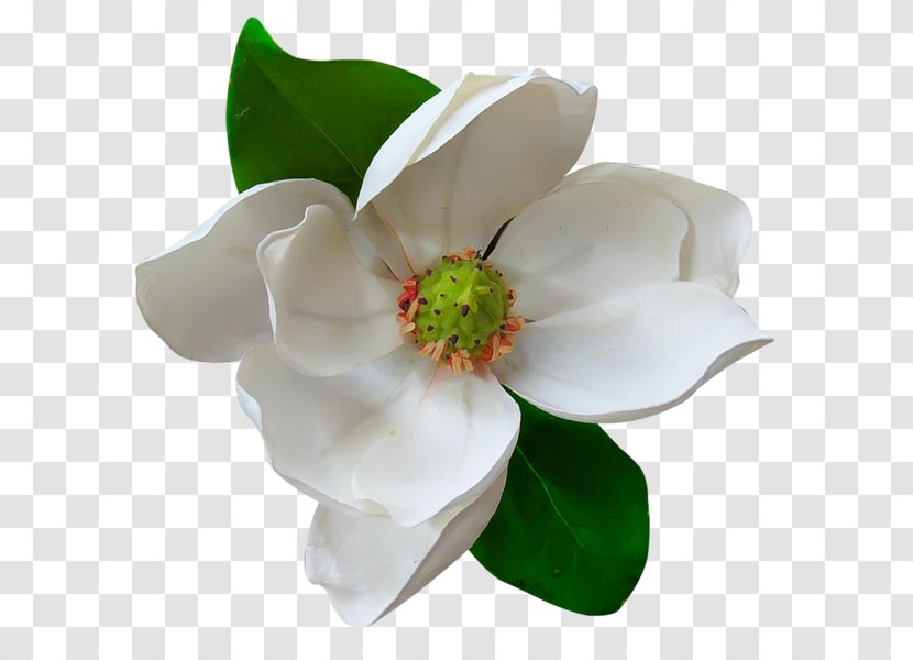 Southern Magnolia Family Flower Delavayi Clip Art - Drawing Transparent PNG