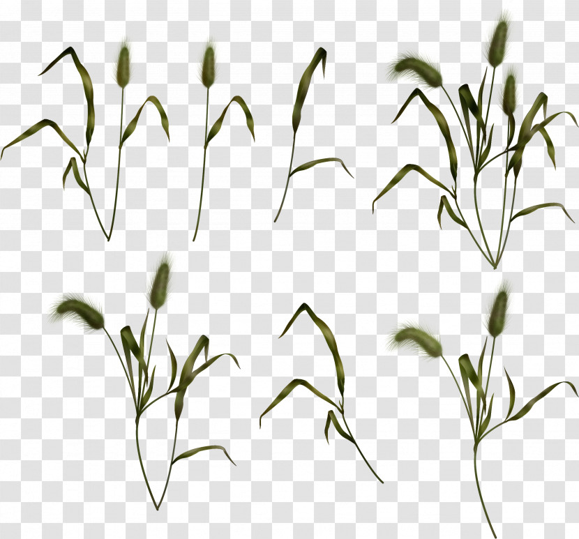 Grasses Plant Stem Leaf Twig Commodity Transparent PNG