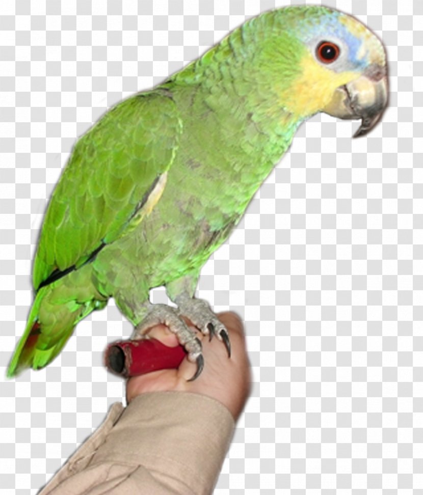 Amazon Parrot Bird - Feather - Browse And Download Pictures Transparent PNG