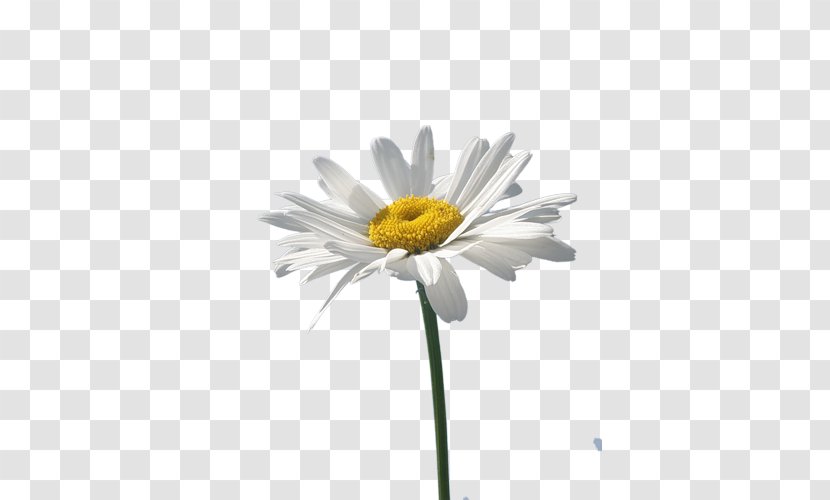 Common Daisy Oxeye Chamomile Flower - Chrysanths Transparent PNG