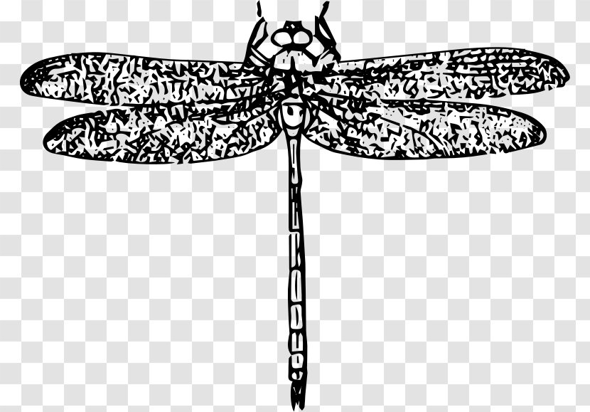 Insect Wing Dragonfly - Symmetry Transparent PNG