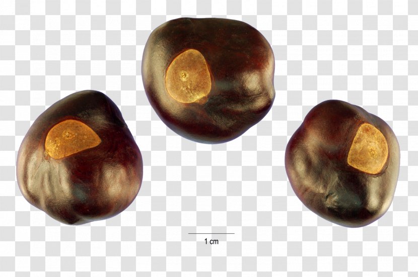 Ohio State University Buckeye European Horse-chestnut Chocolate Balls Candy - Brutus - Dry Fruit Transparent PNG