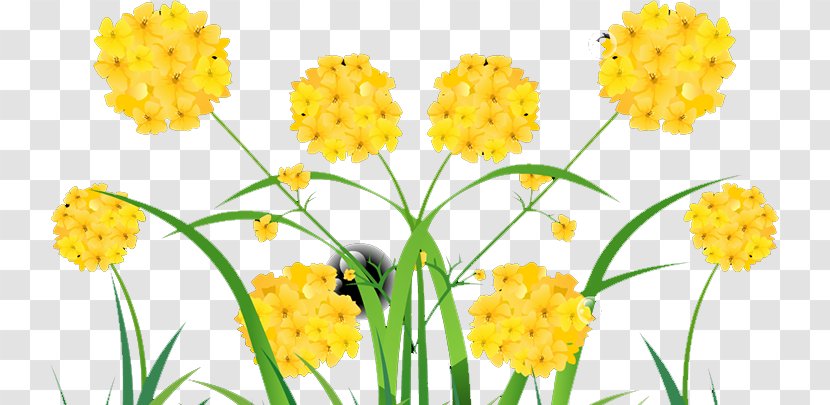 Roman Chamomile Plant Download Yellow - Web Design Transparent PNG