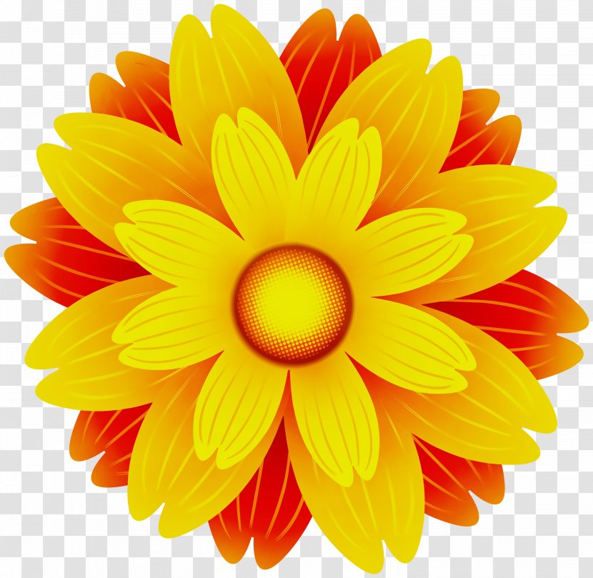 Orange - Yellow - Cut Flowers Barberton Daisy Transparent PNG