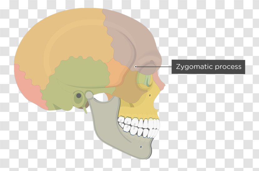 Skull Frontal Bone Human Skeleton Zygomatic Process - Heart Transparent PNG