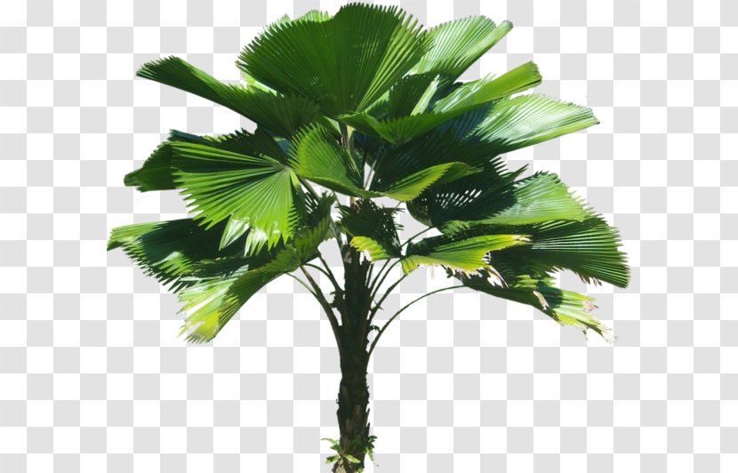 Licuala Grandis Arecaceae Tree Plant - 3d Computer Graphics Transparent PNG