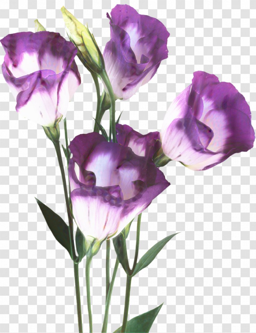 Sweet Pea Flower - Refrigeration - Watercolor Paint Iris Transparent PNG