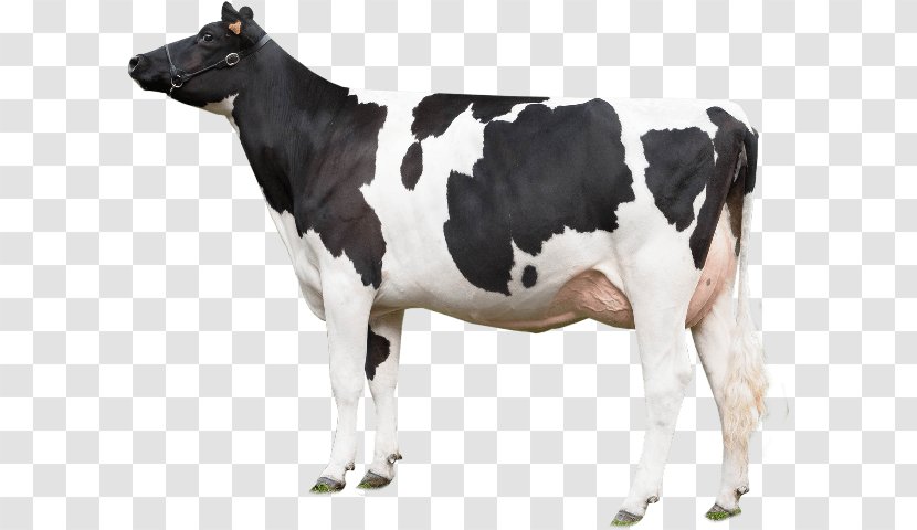 Holstein Friesian Cattle Texas Longhorn Beef Gyr - Dairy Cow - Bull Transparent PNG