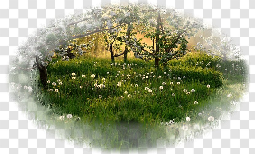 Desktop Wallpaper 1080p High-definition Television Dandelion Tree - Water Transparent PNG