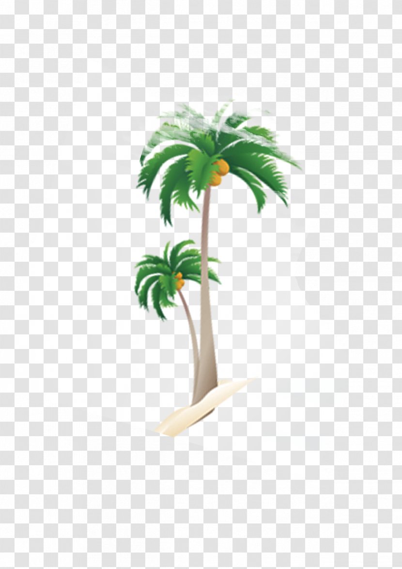 Nata De Coco Coconut Tree Arecaceae - Palm Trees Transparent PNG