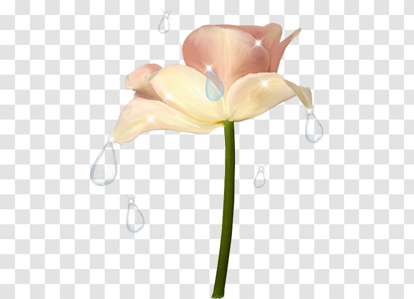 Flower Drawing Petal - Art Transparent PNG