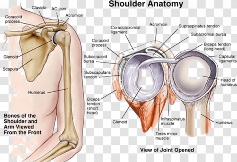 Shoulder Joint Human Anatomy - Flower - Arm Transparent PNG