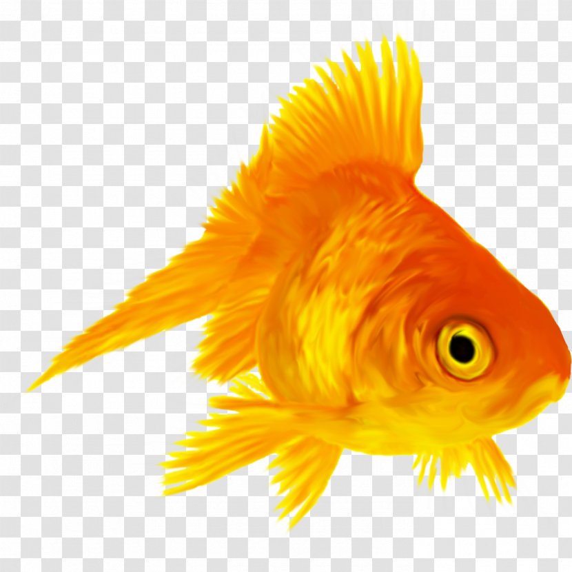Ryukin Koi Siamese Fighting Fish Aquarium - Fin - Goldfish Transparent PNG