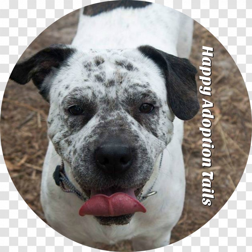 Dog Breed American Bulldog Alapaha Blue Blood Snout - Social Rescue Transparent PNG